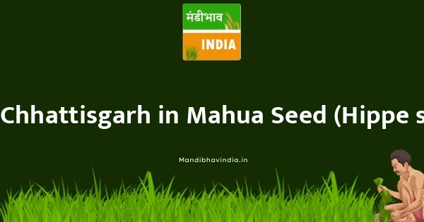 Mahua Seed (Hippe seed) भाव